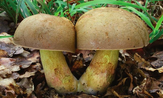 Janda (PRM 923475), foto V. Janda. Hřib růžovník Butyriboletus fuscoroseus.