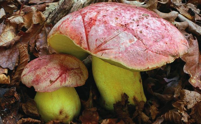 Hřib královský Butyriboletus regius.
