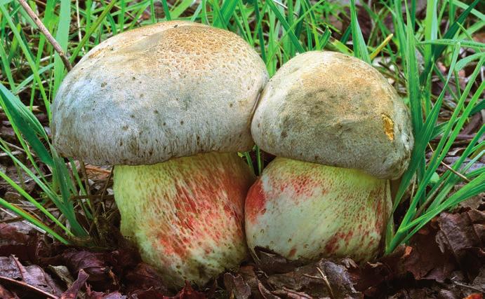 Hřib Fechtnerův Butyriboletus fechtneri.