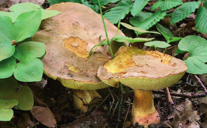 Evropské druhy hřibů rodu Butyriboletus Hřib Fechtnerův Butyriboletus fechtneri. Mcely (Jizerská tabule), NPR Čtvrtě, pod duby a lipami, 21. 8. 2006 leg. M. Kříž 
