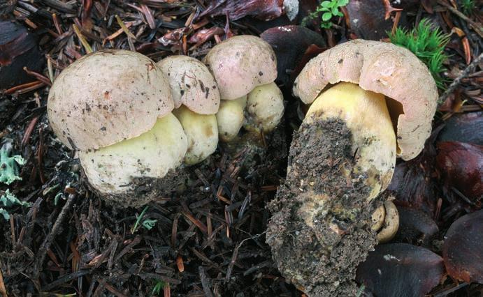 Hřib šedorůžový Butyriboletus roseogriseus.