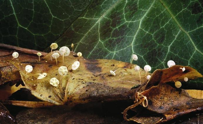 První nálezy špičky břečťanové Marasmius epiphylloides... Špička břečťanová Marasmius epiphylloides (BRNM 772258).