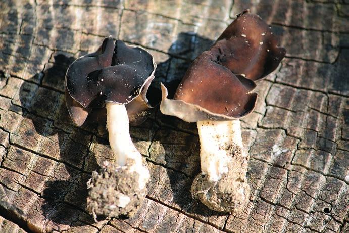 Nález chřapáče bělonohého (Helvella spadicea) ve