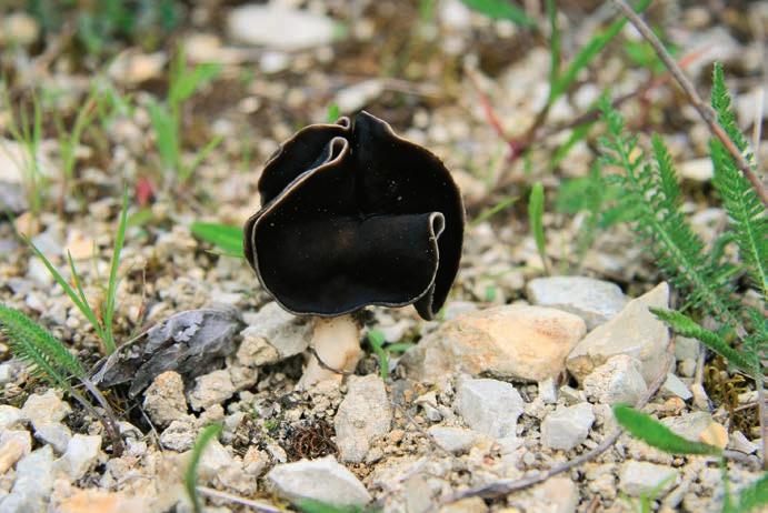 Chřapáč bělonohý Helvella spadicea. Plodnice vyrůstající mezi vápencovým štěrkem, 28. 4. 2016, foto T. Gremlica. značně na chřapáč bělonohý. Kotlaba et al.