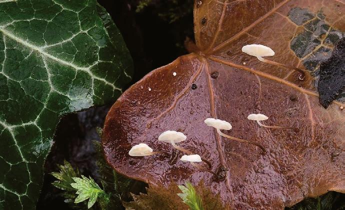 První nálezy špičky břečťanové Marasmius epiphylloides.