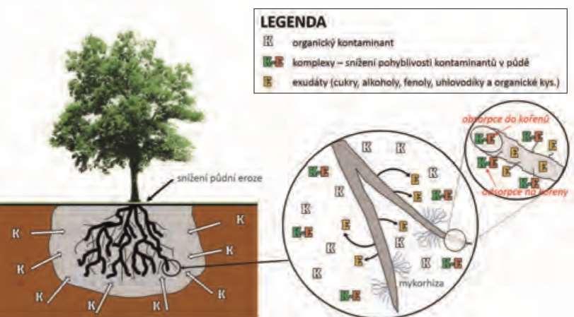 4. FYTOSTABILIZACE využívá vegetaci ke snížení mobility kontaminantů zabraňuje jejich migraci do podzemní vody (prosakování), jejich transportu větrem jejich vstupu do potravního řetězce POZOR NA