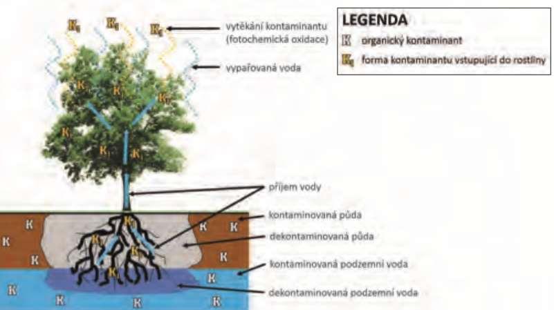 5. FYTOVOLATIZACE kontaminant je přijat rostlinou a poté je uvolněn do ovzduší jako těkavý