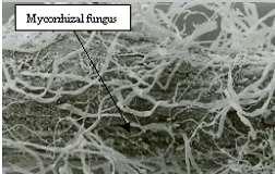 (CHITIN) - Nejčastěji: - Aspergillus,