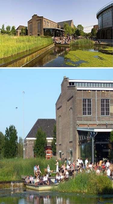 Response of Salix alba L.