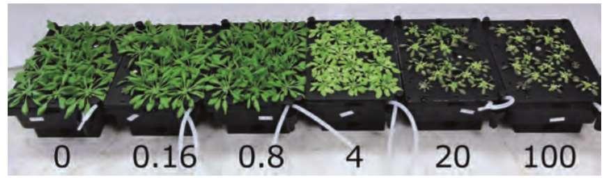GRIGA, Miroslav; BJELKOVÁ, Marie. Flax (Linum usitatissimum L.) and Hemp (Cannabis sativa L.