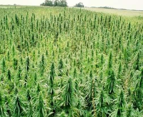 economical point of view. In: Plant-based remediation processes.
