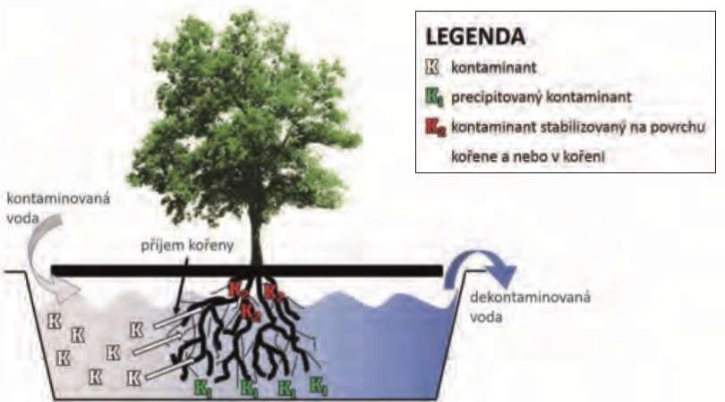 2. RHIZOFILTRACE využívá k absorpci, koncentraci a precipitaci xenobiotik