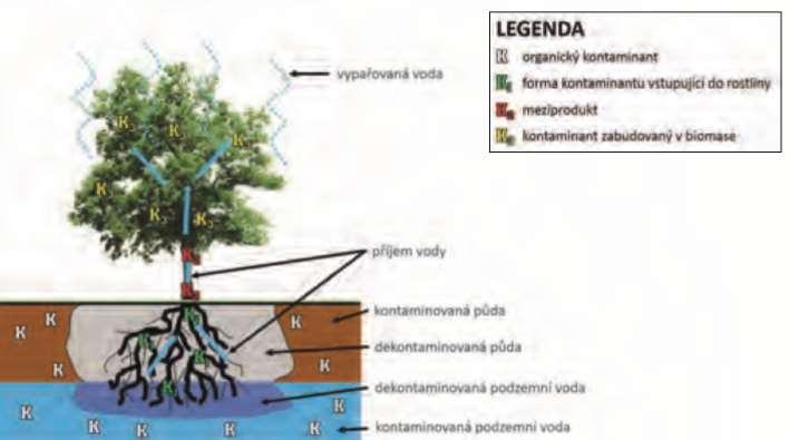 3. FYTODEGRADACE Využívá rostliny a s nimi asociovanou mikroflóru k degradaci kontaminantů na netoxické látky ČISTÍ SE : PUDY, SEDIMENTY, KALY, PODZEMNÍ VODY POVRCHOVÉ VODY ODSTRANÍ SE: REZIDUA