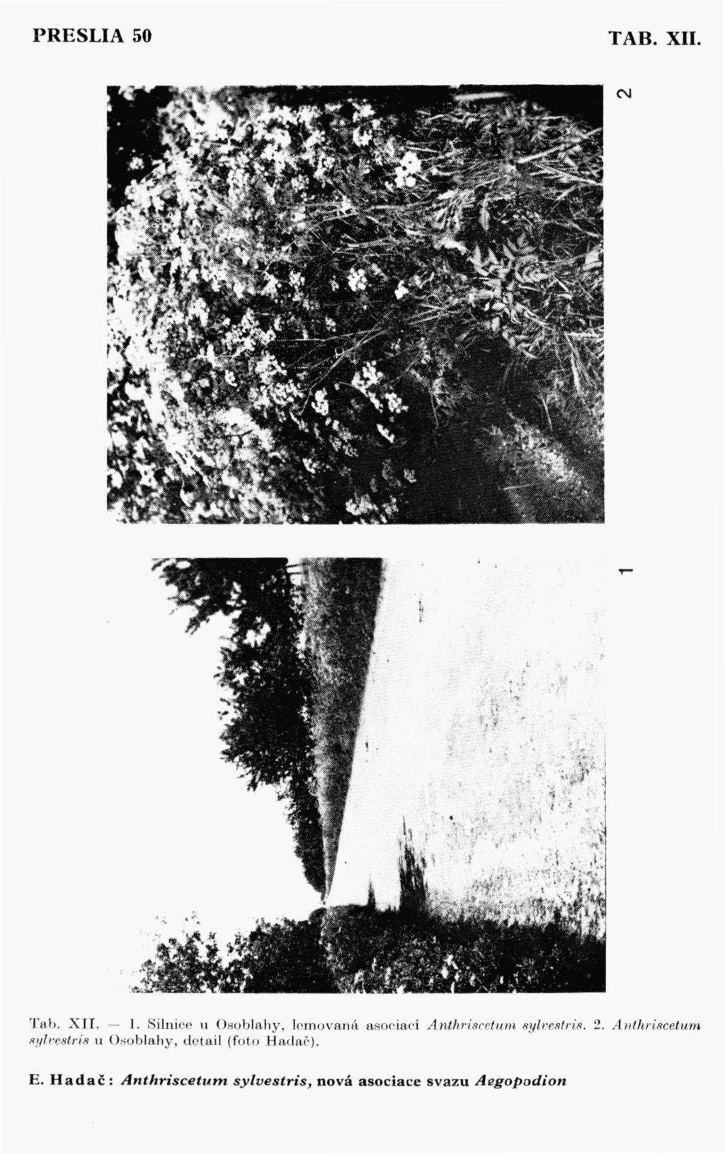 PRESLIA 50 TAB. XII. T b. X II. - l., ilni e u Osobla hy, lomovanú a. ociad Anthriscetwn. yl estris.