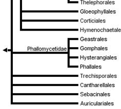 řád Hysterangiales loupavkotvaré (18/114) jen gasteroidní typy (plodnice nadzemní