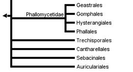 rosolovité či chrupavčité konzistence čeleď Auriculariaceae (boltcovitkovité; 7/112) stichická či
