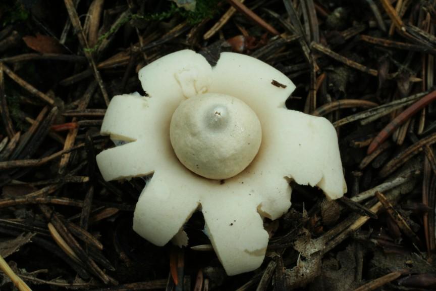 řád Geastrales hvězdovkotvaré pouze břichatkovité typy v jediné čeledi čeleď Geastraceae (hvězdovkovité; 7/64) plodnice v mládí většinou podzemní vnější okrovka trojvrstevná, rozpukává v cípy (někdy