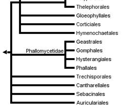 4 (pistillarin) čeleď Gomphaceae (stročkovcovité; 13/287) plodnice ramarioidní,