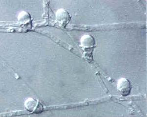 (kornatka) - rozlité plodnice, některé druhy nematofágní speciální buňky (stefanocysty)