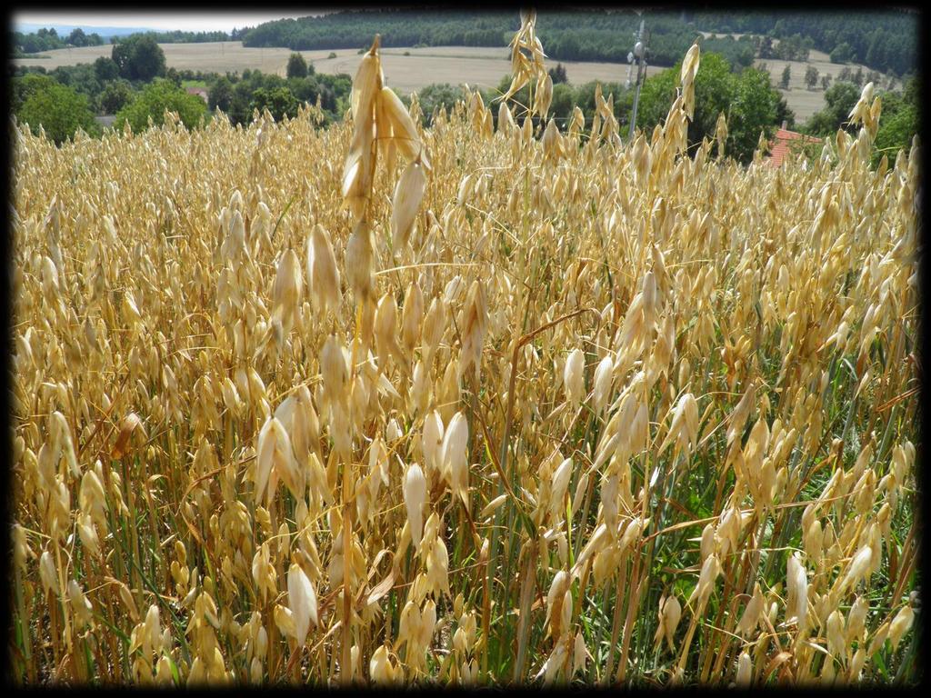 cereálie (vysoký obsah vlákniny), ovesné vločky krmivo