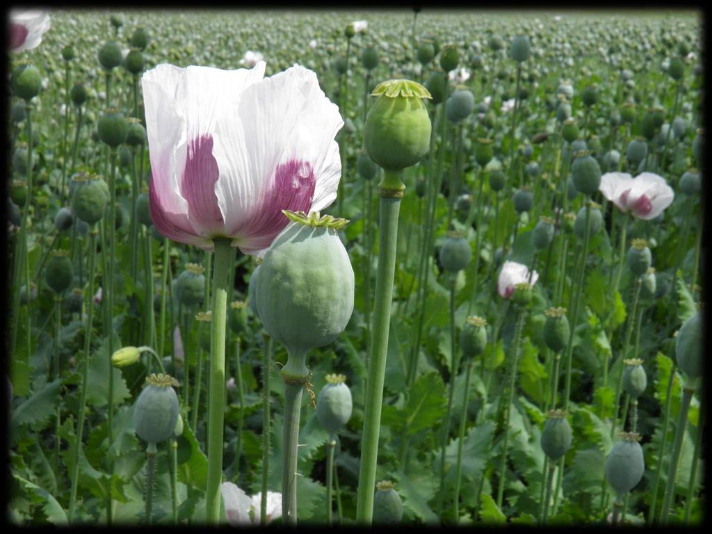 původ Středomoří potravina výroba oleje lékařství (opium, hlavně