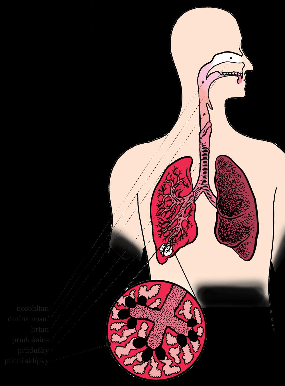 Dýchací systém Vdechujeme ústy a nosem ty jsou propojené. Dál jde vzduch do hrtanu tam jsou hlasivkové vazy, což je úzké místo dýchacích cest.