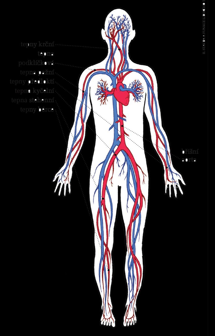 Krevní oběh Oběh krve je nejlépe začít u srdce, které jej pohání a řídí. Srdce je dutý svalový orgán uložený uprostřed hrudníku. Srdeční hrot směřuje vlevo.