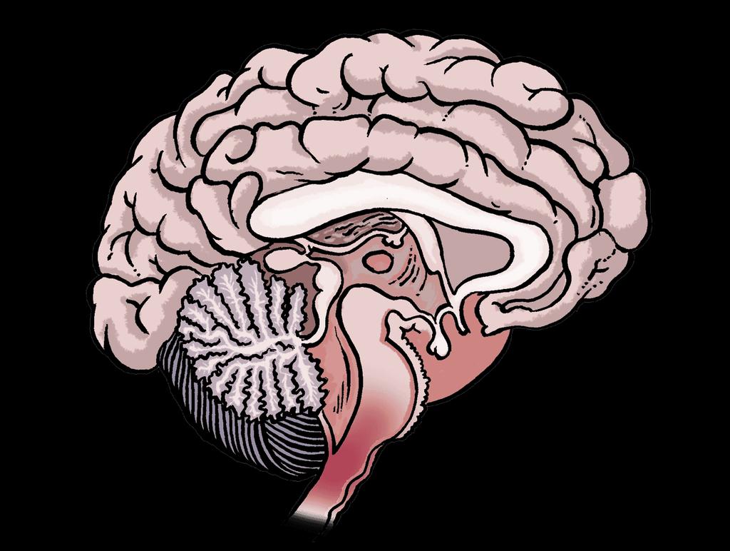 Mozek a mícha Mozek a mícha tvoří centrální nervovou soustavu. Jejím úkolem je řízení našeho těla. Nervová tkáň je velmi citlivá. Proto je v těle důležitá její ochrana.