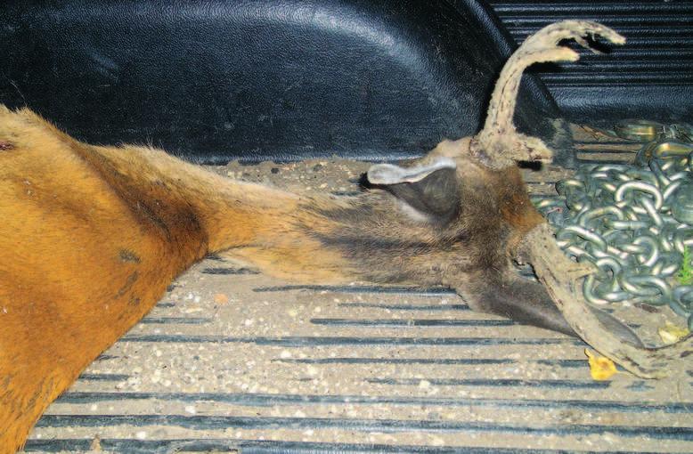 let se rozšířilo v severní části státu Colorado a v jižní části sousedního státu Wyoming. U farmově chovaných jelenovitých bylo CWD poprvé diagnostikováno v roce 1996.