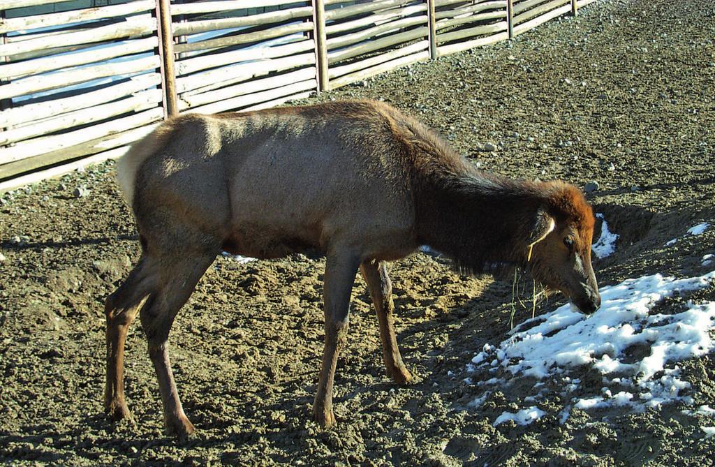 CWD bylo nalezeno pouze v severní zóně I, kde pak také proběhlo utracení všech sobů. kolika minut uhynula. Tělo bylo dopraveno do veterinárního ústavu k ohledání a vyšetření.