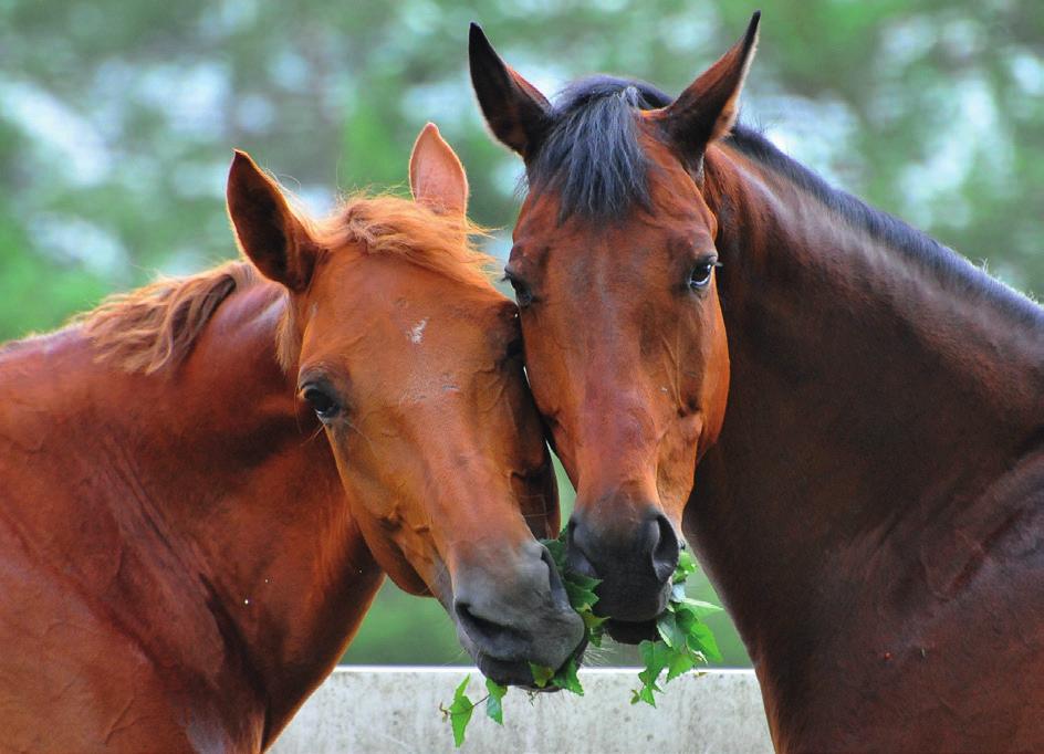 ** 8292 SCC (Skvamocelulární karcinom oka)... 7-14 1607,- 1242,- belgický chladnokrevník, haflinger 8039 SCID (Těžká kombinovaná imunodeficience).