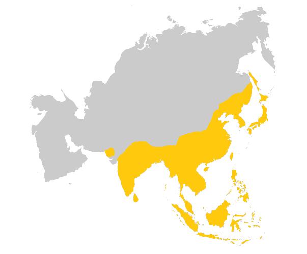 JAPONSKÁ ENCEFALITIDA Vyskytuje se v Jihovýchodní Asii a Západním Pacifiku.