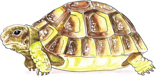 želvičky Vypadají jako malé tanky obrněné ve svých krunýřích. Co o nich ale doopravdy víme? Proč má želva krunýř? Krunýř želvy vznikl přeměnou hrudního koše.