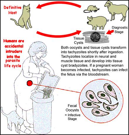 Ţivotní cyklus toxoplasem Dole: toxoplasmová