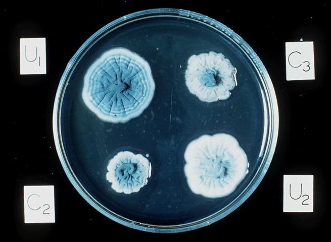 Penicillium http://webs.wichita.