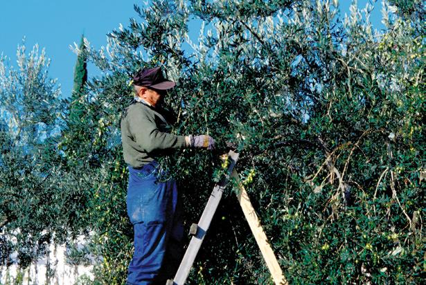 Moravian geographical Reports 3/2007, Vol. 15 Fig. 2: More recent olive groves are monocultures. Since olive trees are mostly grown in small areas, olive picking is manual. (Photo: D. Ogrin) 3.