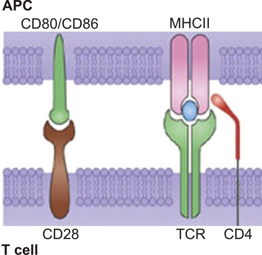 phosphatases SHP1 or SHP2 that in a number of ways inhibit intracellular signalling cascades (Amigorena and Bonnerot, 1999).