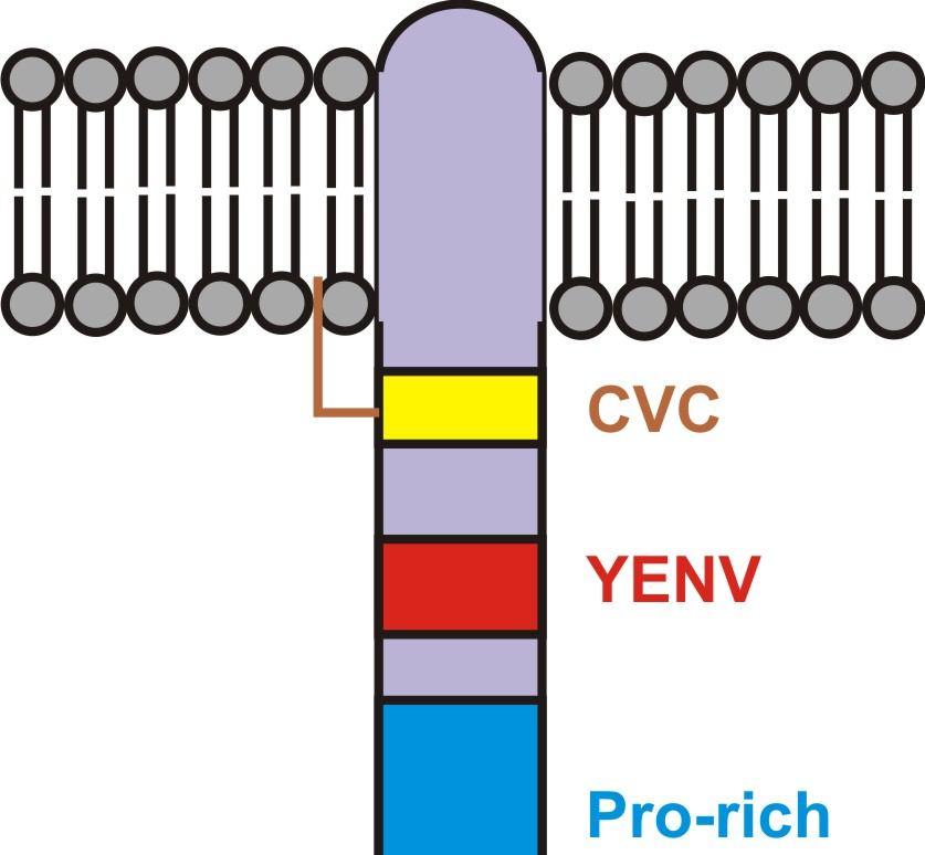 2.7 Nvl the new TRAP First transmembrane adaptor proteins were described a little more than a decade ago, and by now their important role in modulation of signalling triggered via immunoreceptors