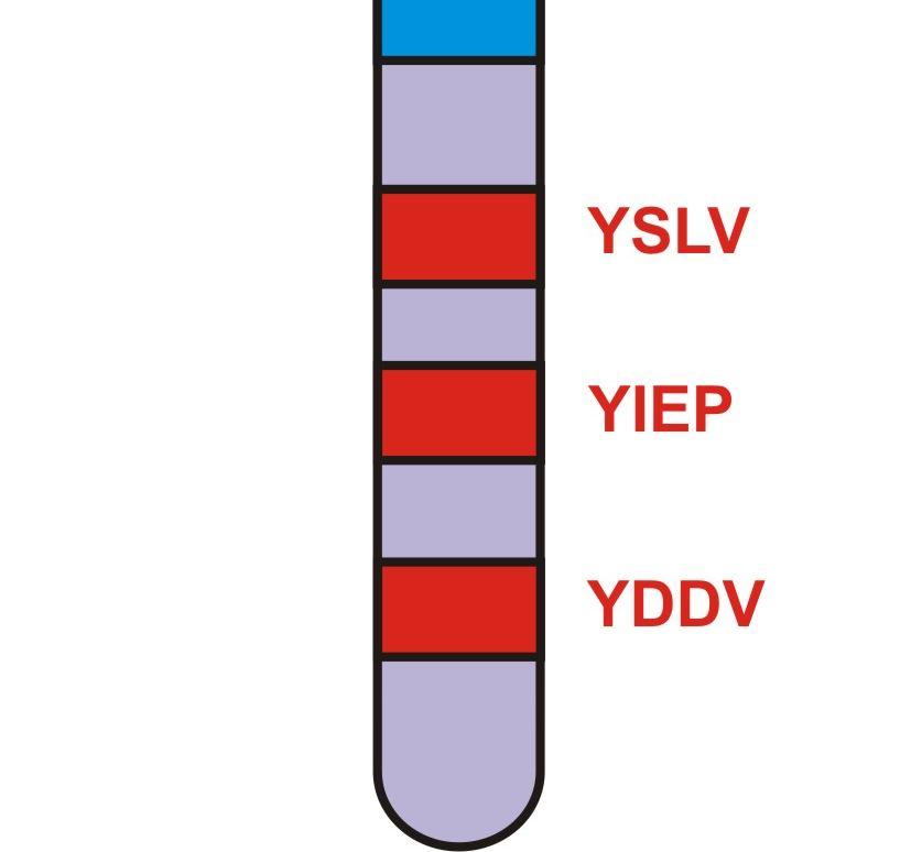 This may be one of the reasons why no distinct robust phenotype of knock-out mice lacking single TRAP proteins was observed, with the remarkable exception of LAT (Dobenecker et al.