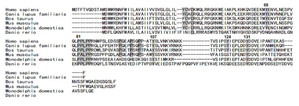 transmembrane proteins, and much larger cytosolic tail.
