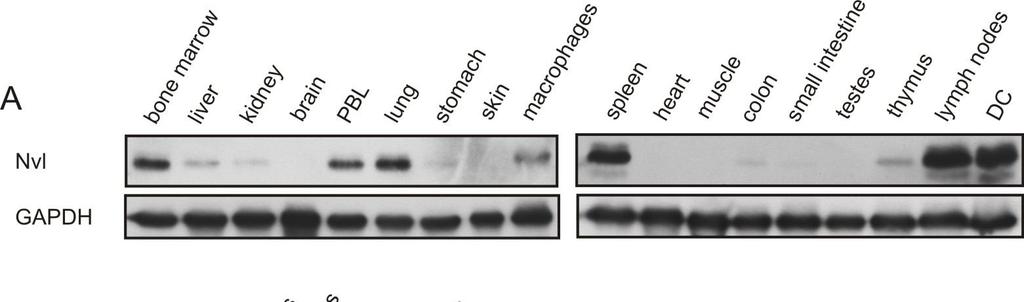 Fig. 8 Expression profile A. Lysates from mouse tissues and B.