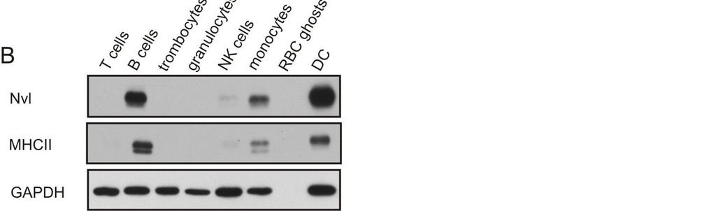 3 Changes in Nvl expression Similar to other cells of the immune system, myeloid cells are known to pass through several different stages during their development, differentiation and activation.