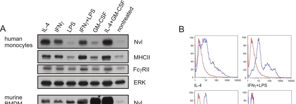 protein levels in the cell lysates, its presence at the cell surface also increased in cells treated with IL-4, or IL-4 with GM-CSF as detected by flow cytometry (Fig. 9B).