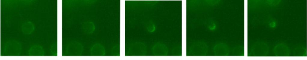 cells stably transfected with Nvl-GFP via retroviral infection.