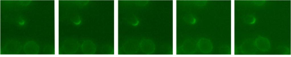 However, during these experiments we observed that in some cells Nvl was localized to the one pole of the cell.