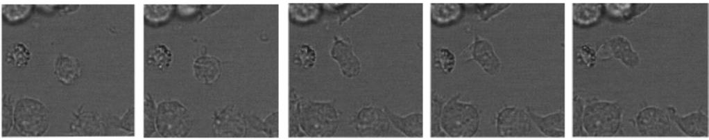 To increase the number of polarized cells in our sample we tried to polarize the majority of cells with the chemo-attractant C5a (the fragment of the