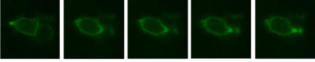 Another remarkable relocalization of Nvl was observed in dividing cells.