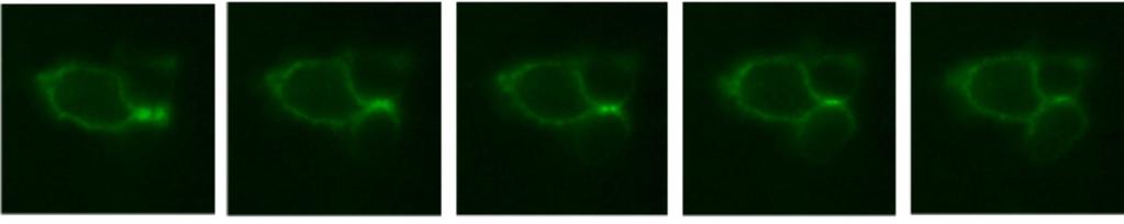 cleavage furrow between the two newly formed cells.