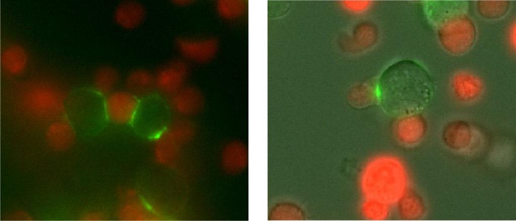 with DDAO. We observed that Nvl is recruited almost quantitatively to the interface between APC and T cell after IS formation (Fig. 13).