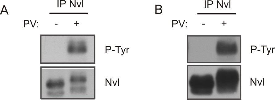 Fig. 14 Nvl phosphorylation after PV treatment A. Murine bone marrow derived macrophages (BMDMs) and B. Murine DCs, were both treated with PV and Nvl was immunoprecipitated.